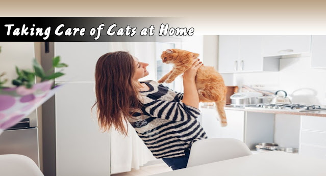 Taking care of Cats at domestic