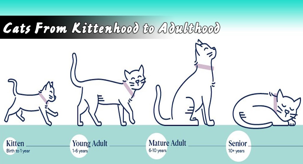 Cats From Kittenhood to Adulthood