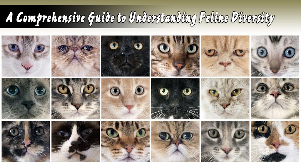 Comprehensive Guide to Understanding Feline